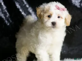 Maltipoo dogs Pumpkin - Ad 39