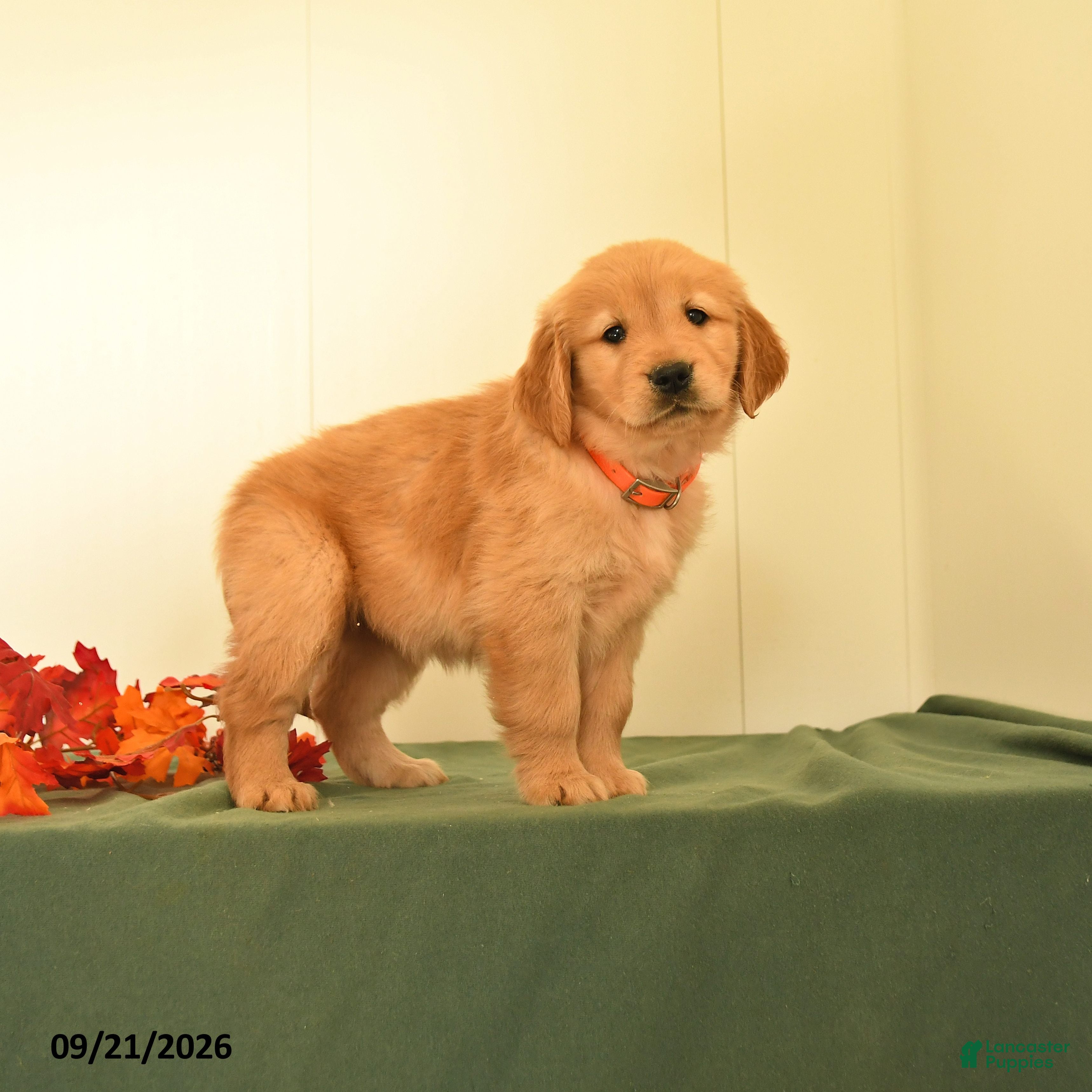 Golden Retriever dogs Dolly - Ad 1