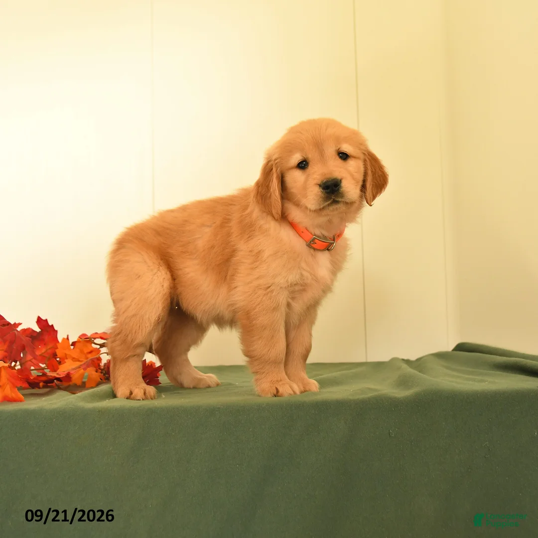 Golden Retriever dogs for sale: Dolly - Ad 1