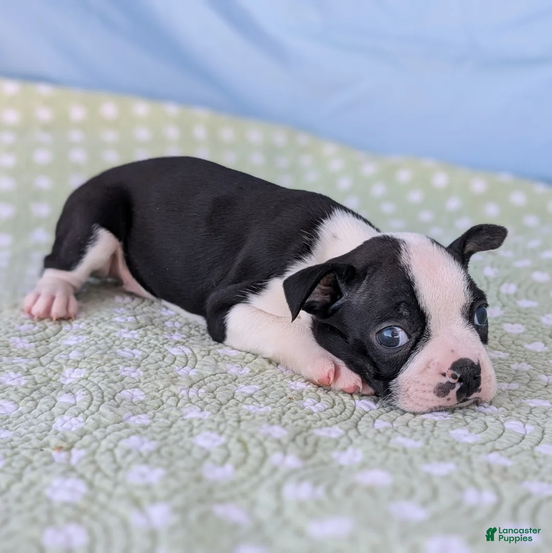 Boston Terrier dogs for sale: Mr. Kringle - Ad 8