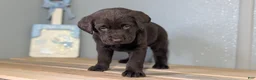 Labrador Retriever dogs for sale: Ivy - Ad 10