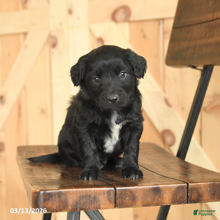 Mixed Breed dogs Randy - Ad 1