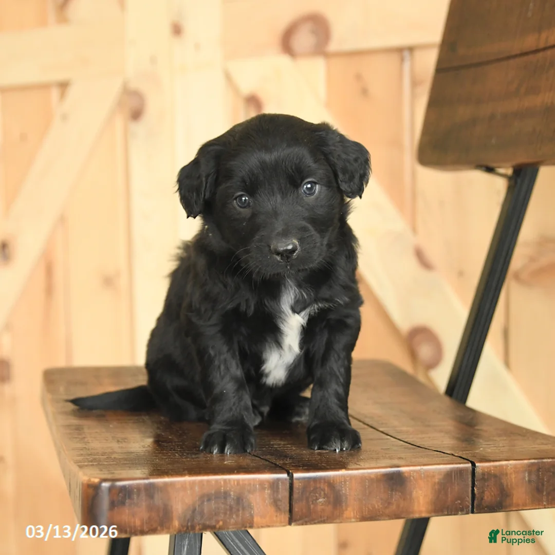 Mixed Breed dogs for sale: Randy - Ad 1