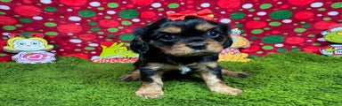 Cavalier King Charles Spaniel Puppy 4