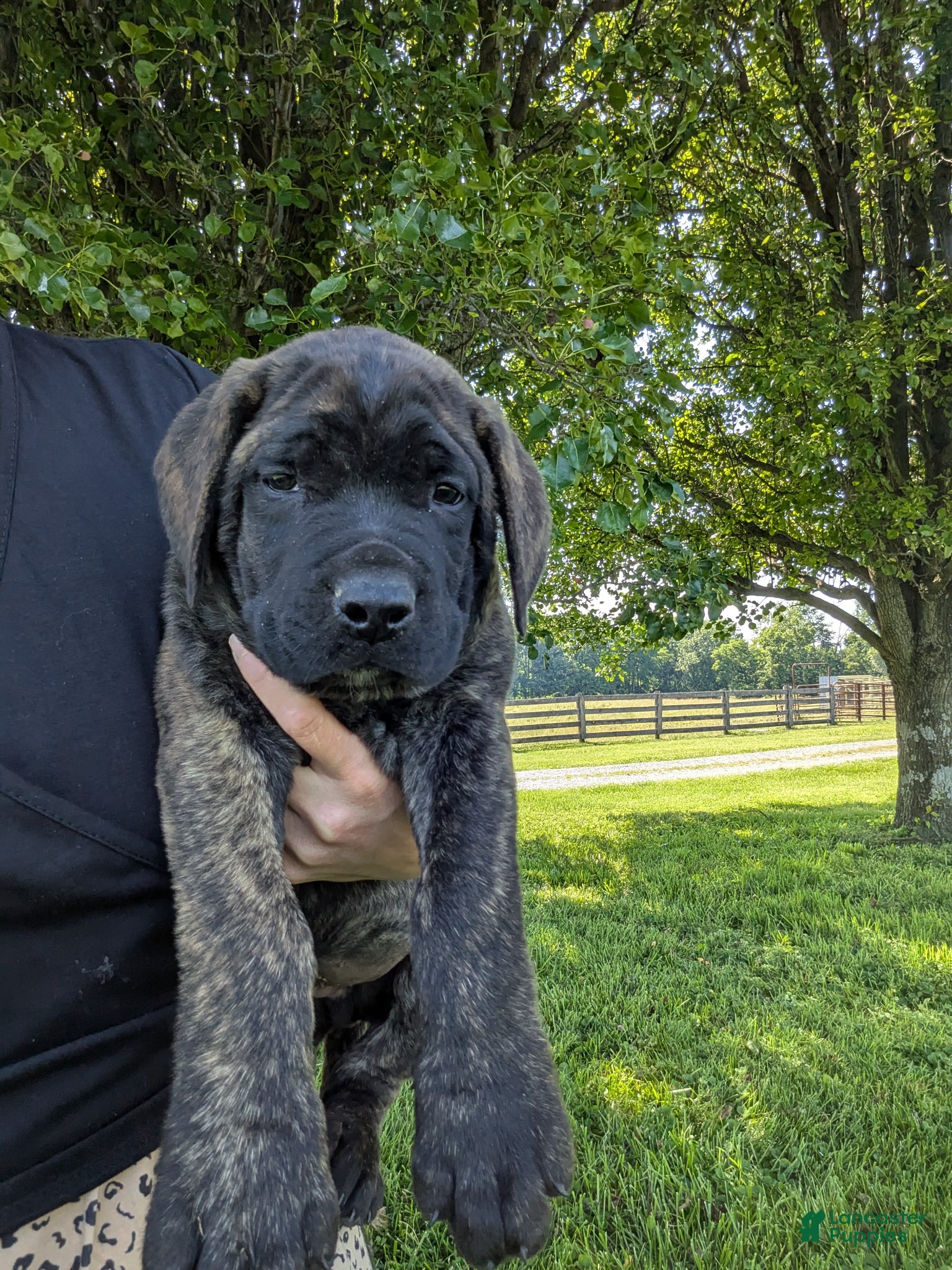 English Mastiff dogs Bear - Ad 2