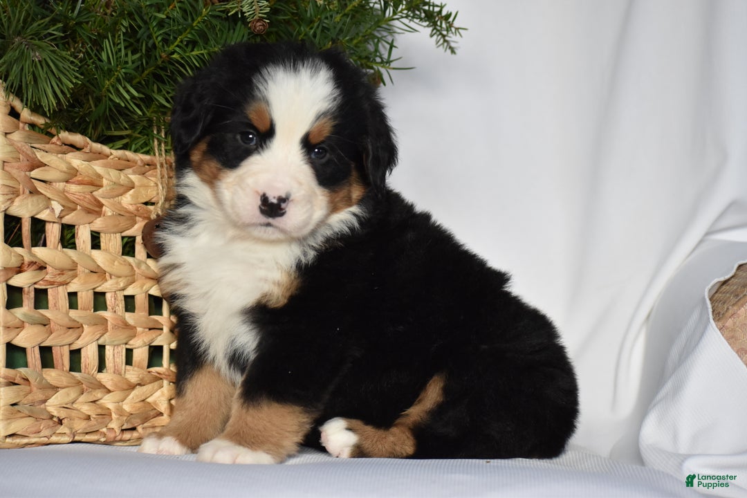 Bernese Mountain Dog dogs for sale: Ember - Ad 1