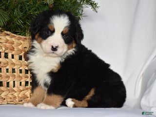 Bernese Mountain Dog dogs Ember - Ad 31