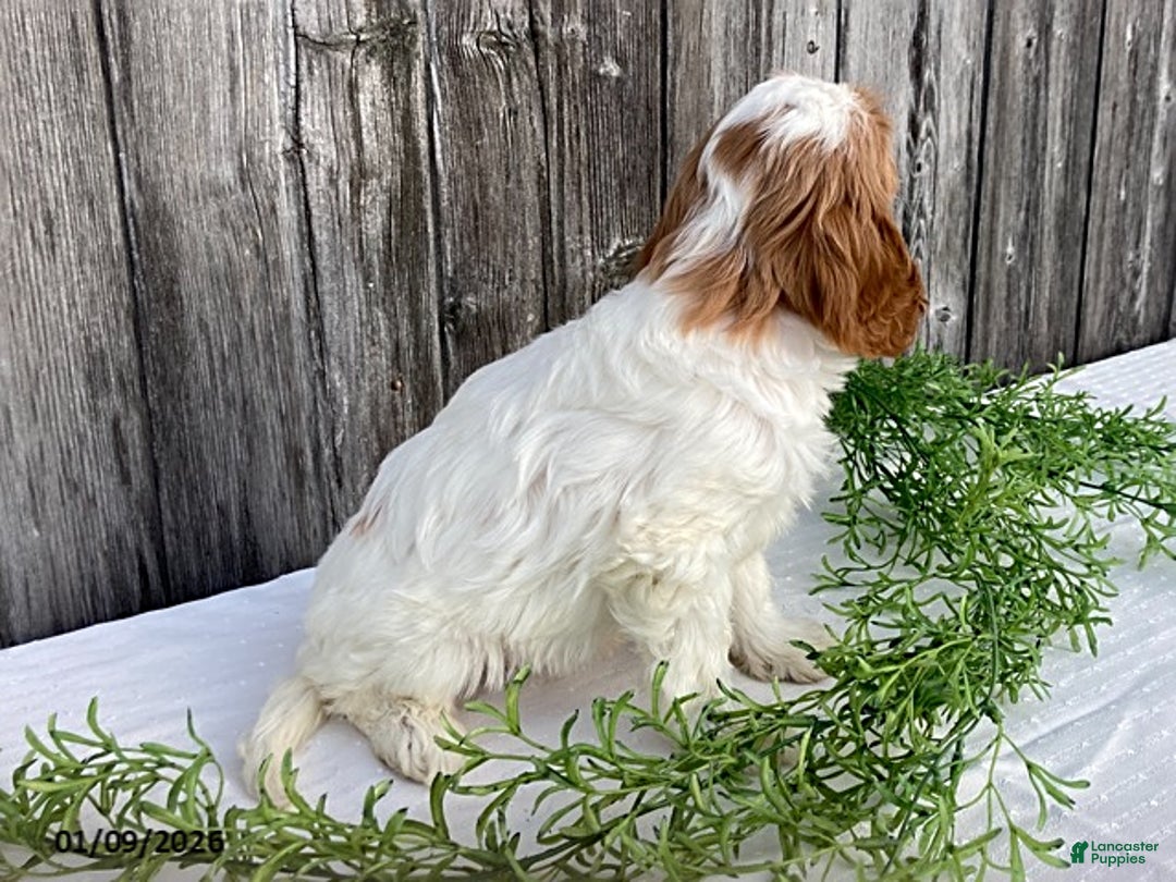 Cavapoo dogs for sale: Sally - Ad 5