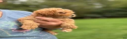 Mini Goldendoodle dogs for sale: Princess - Ad 4