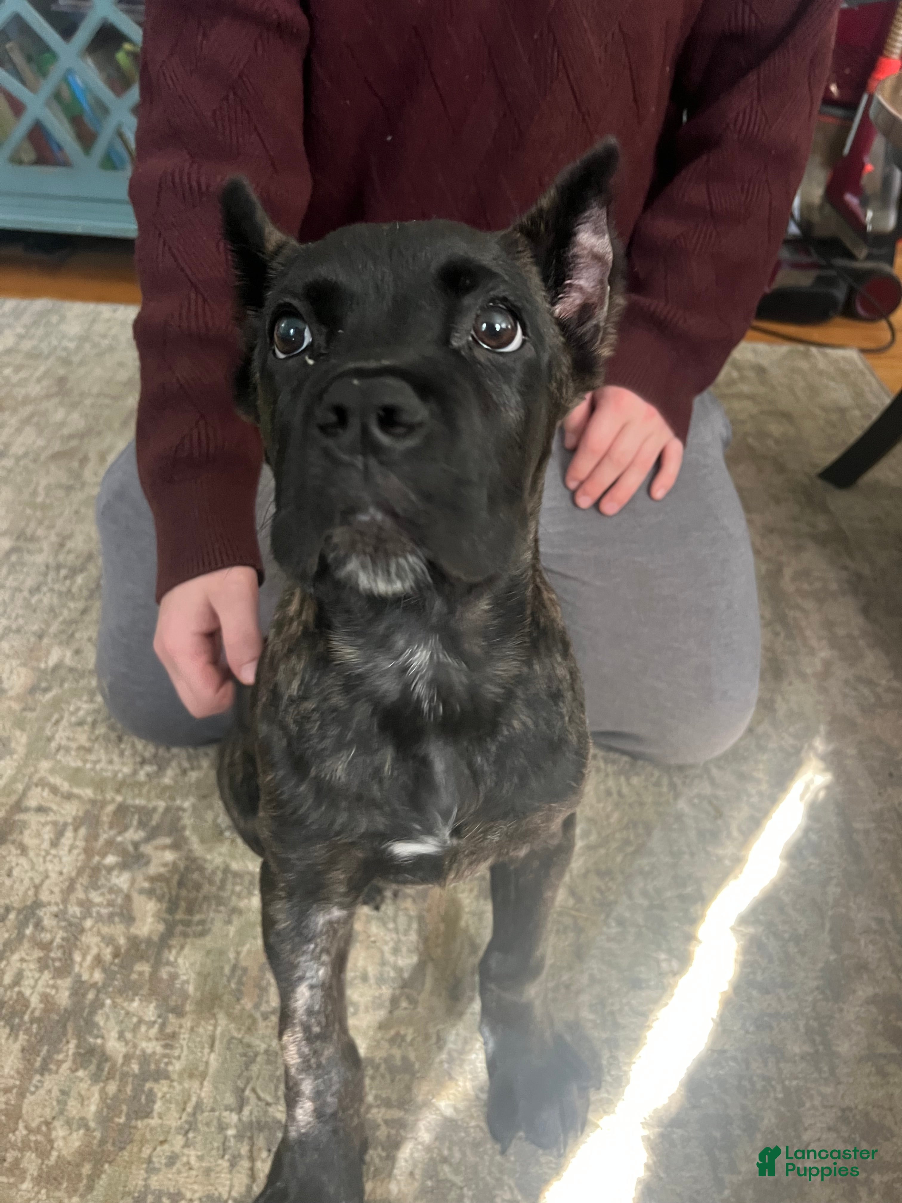 Cane Corso dogs Red Collar Male - Ad 1