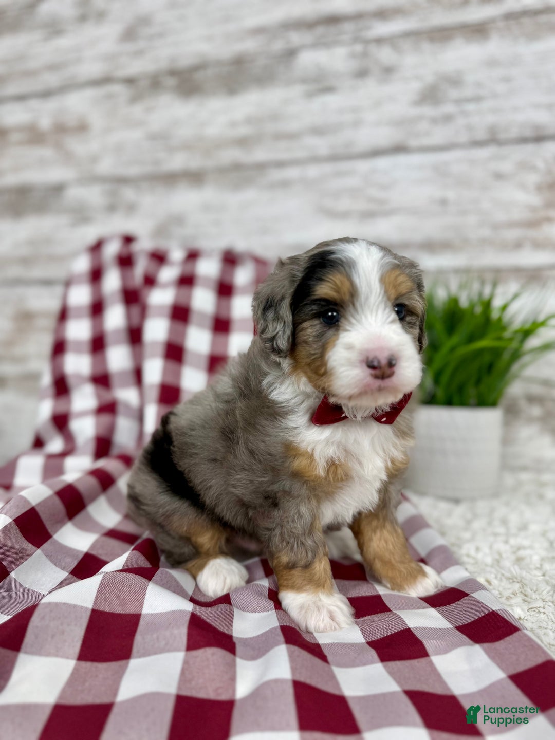 Mini Bernedoodle dogs for sale: Vince - Ad 9