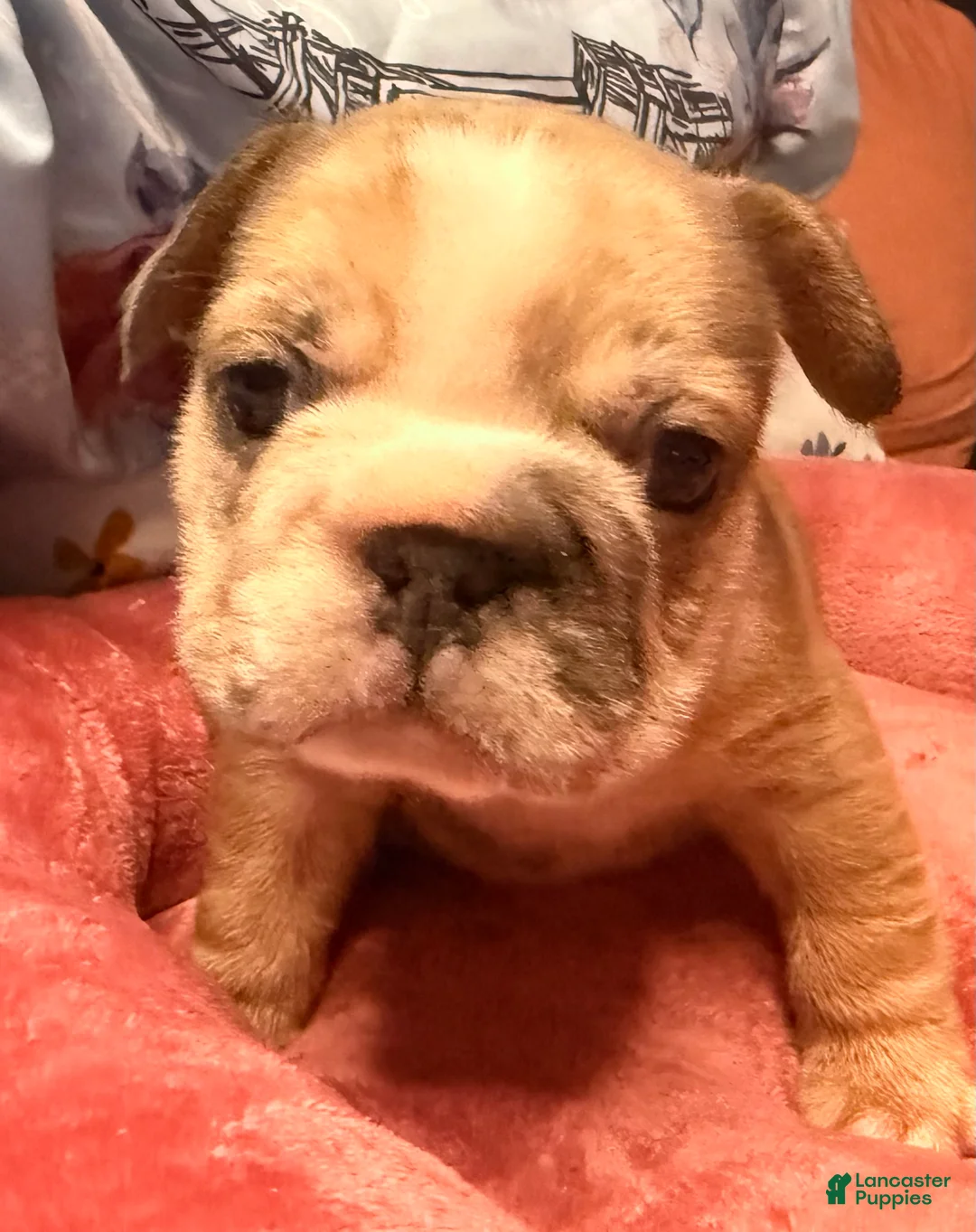 French Bulldog dogs for sale: Calli - Ad 2
