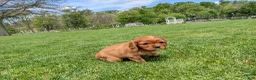 Cavalier King Charles Spaniel dogs for sale: Kallie  - Ad 7
