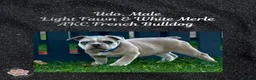 French Bulldog dogs for sale: Udo “Black”Collar, Male - Ad 4