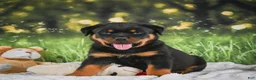Rottweiler dogs for sale: Kane - Ad 15