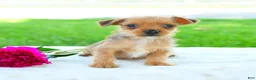 Yorkiepoo dogs for sale: Raymond - Ad 2