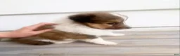 Shetland Sheepdog dogs for sale: Leif  - Ad 26