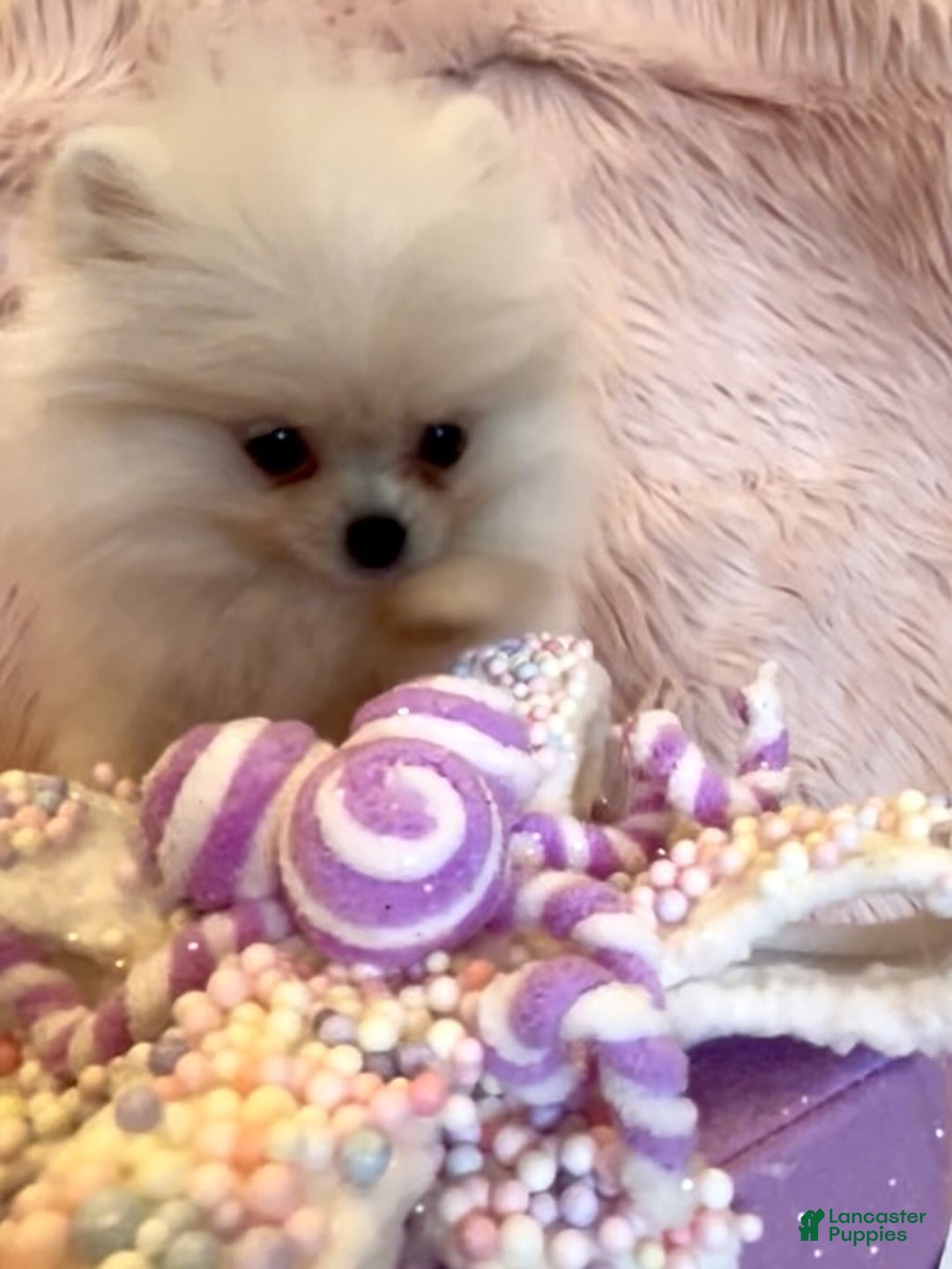 Pomeranian dogs for sale: Lynette AKC Registered full rights  - Ad 4