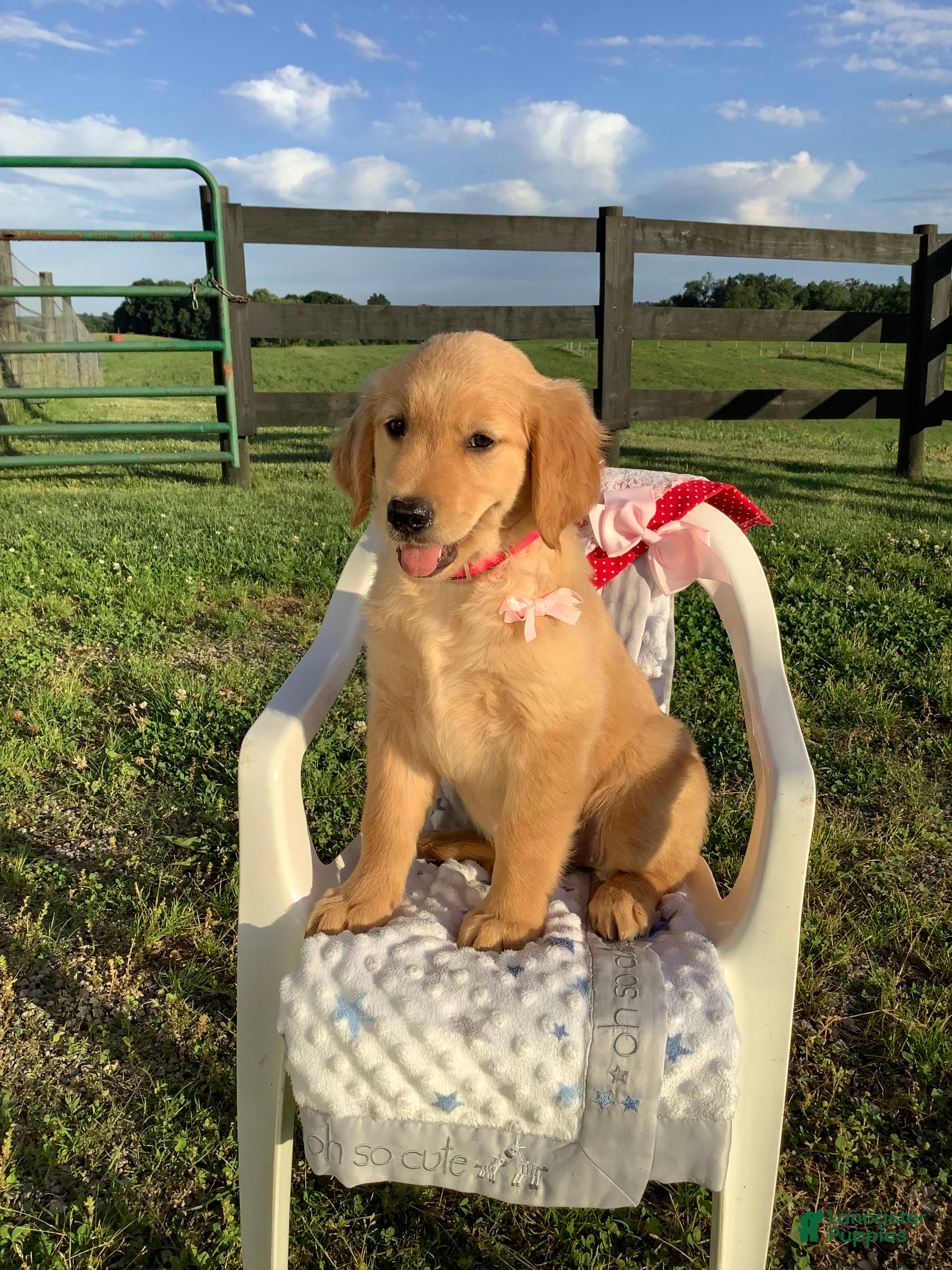 Golden Retriever dogs Golden Retriever Connie - Ad 1