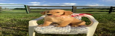 Golden Retriever Connie