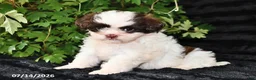 Shih Tzu dogs for sale: Dora - Ad 3