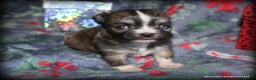 Chihuahua dogs for sale: Chihuahua Puppy 2 - Ad 1