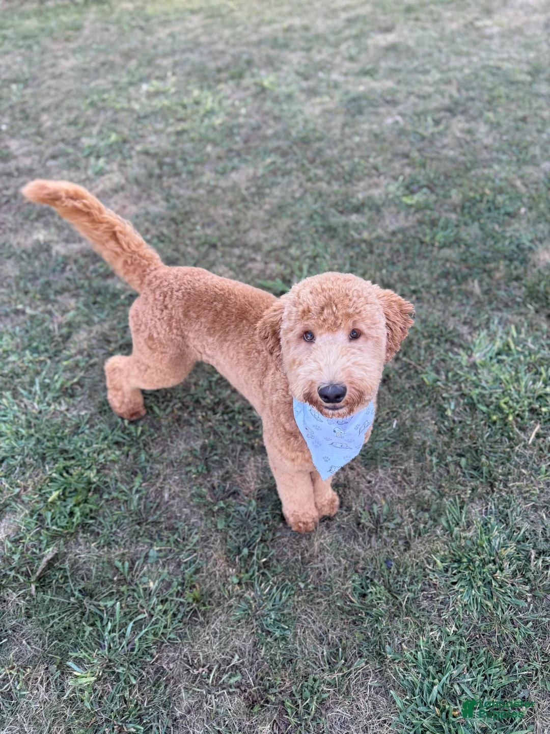 Mixed Breed dogs for sale: Charlie - Ad 2