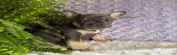 French Bulldog dogs for sale: Penny - Ad 6
