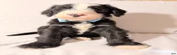 Sheepadoodle dogs for sale: Sheepadoodle Puppy 3 - Ad 5