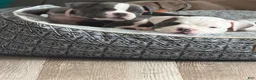 American Bully dogs for sale: American Bully 1 - Ad 7
