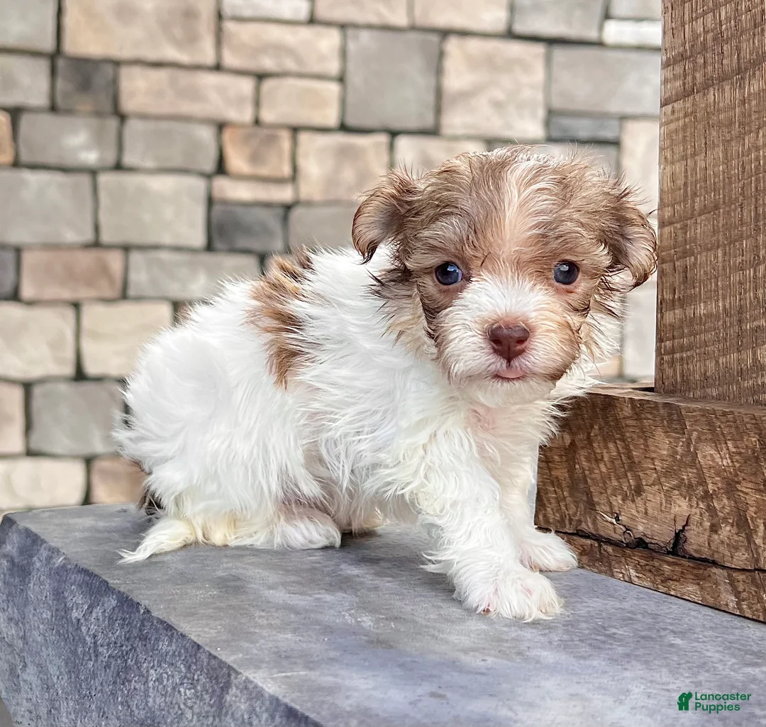 Havanese dogs for sale: Gabby - Ad 2