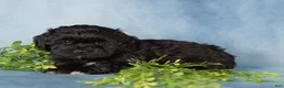 Mixed Breed dogs for sale: Midnight - Ad 6