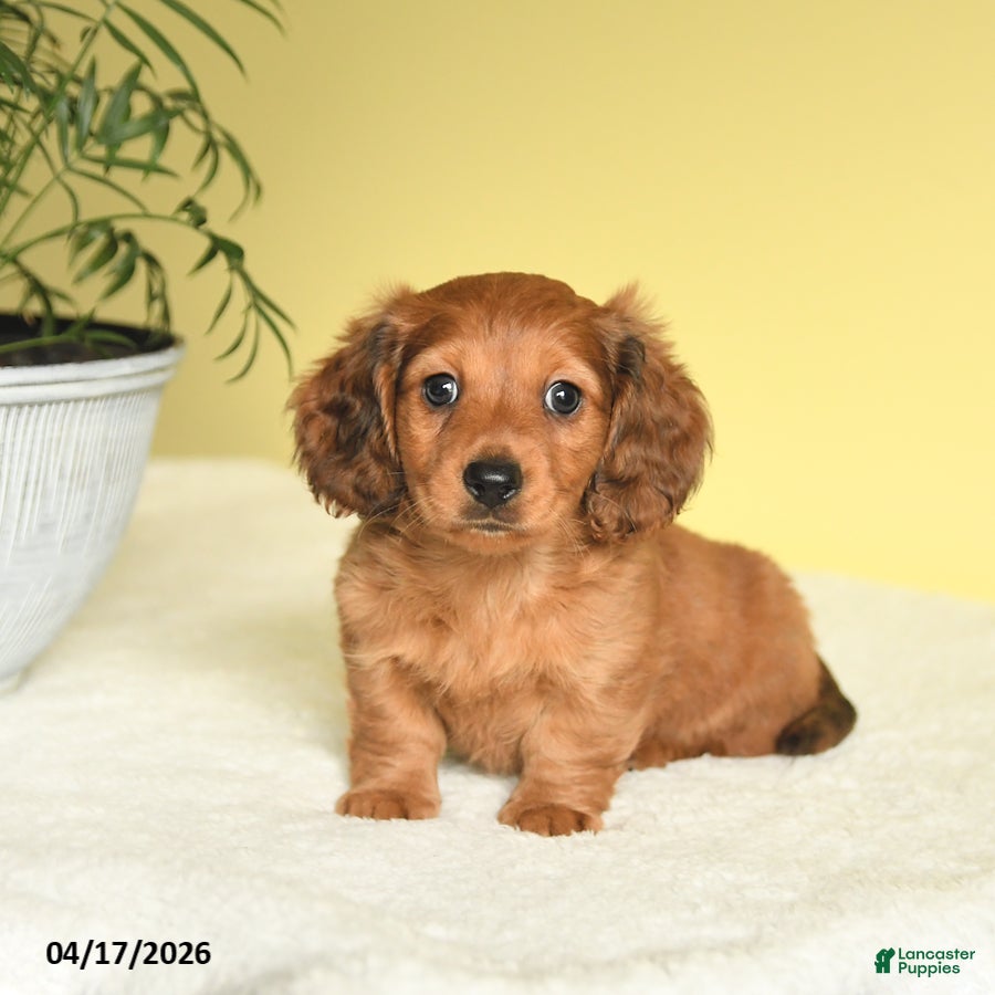 Miniature Dachshund dogs Jason - Ad 1
