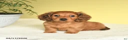 Miniature Dachshund dogs for sale: Jason - Ad 1