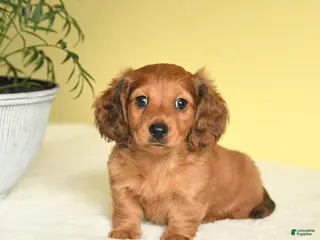 Miniature Dachshund dogs for sale: Jason - Ad 1