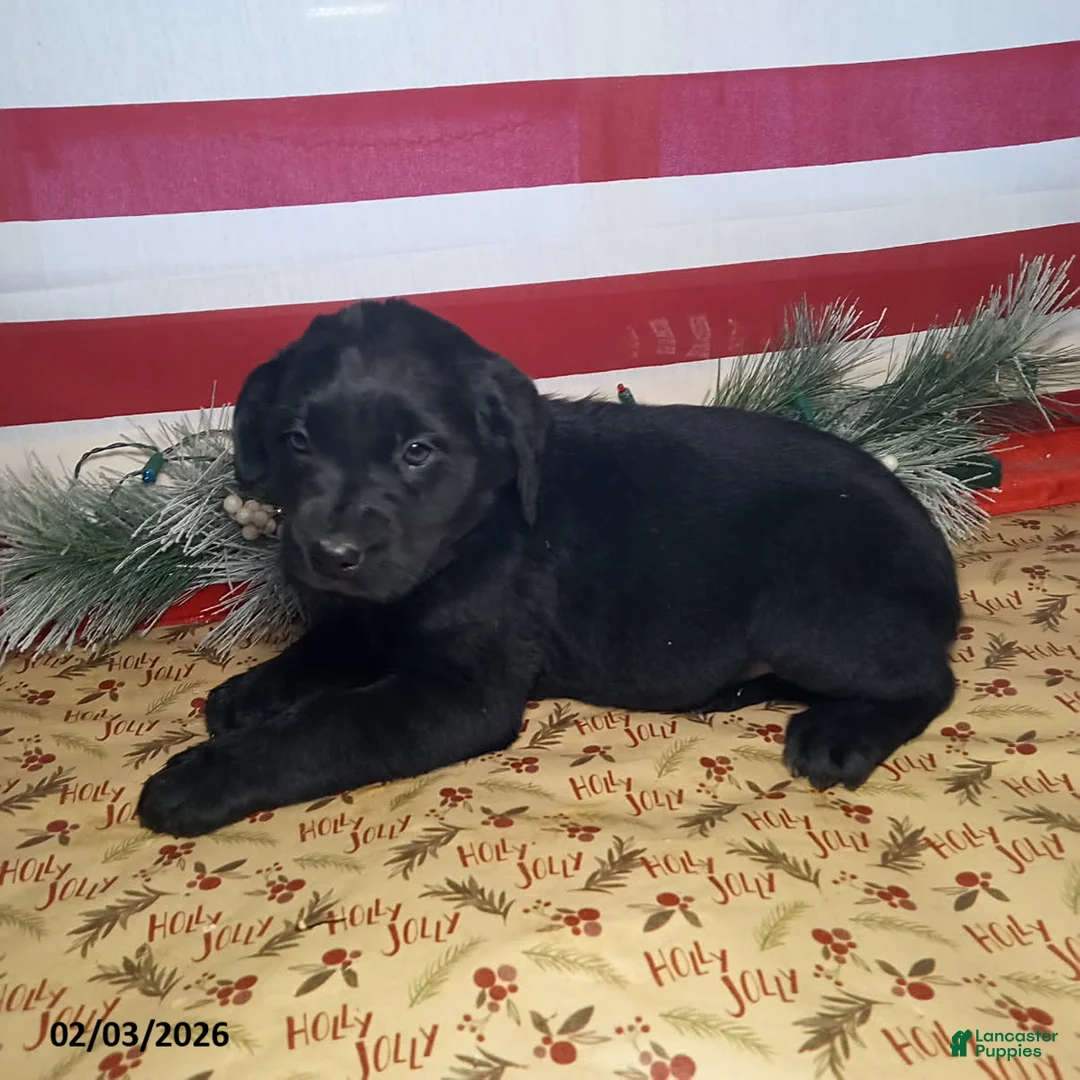 Mixed Breed dogs for sale: Lassie - Ad 4