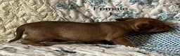 Chiweenie dogs for sale: Chiweenie 5 - Ad 11