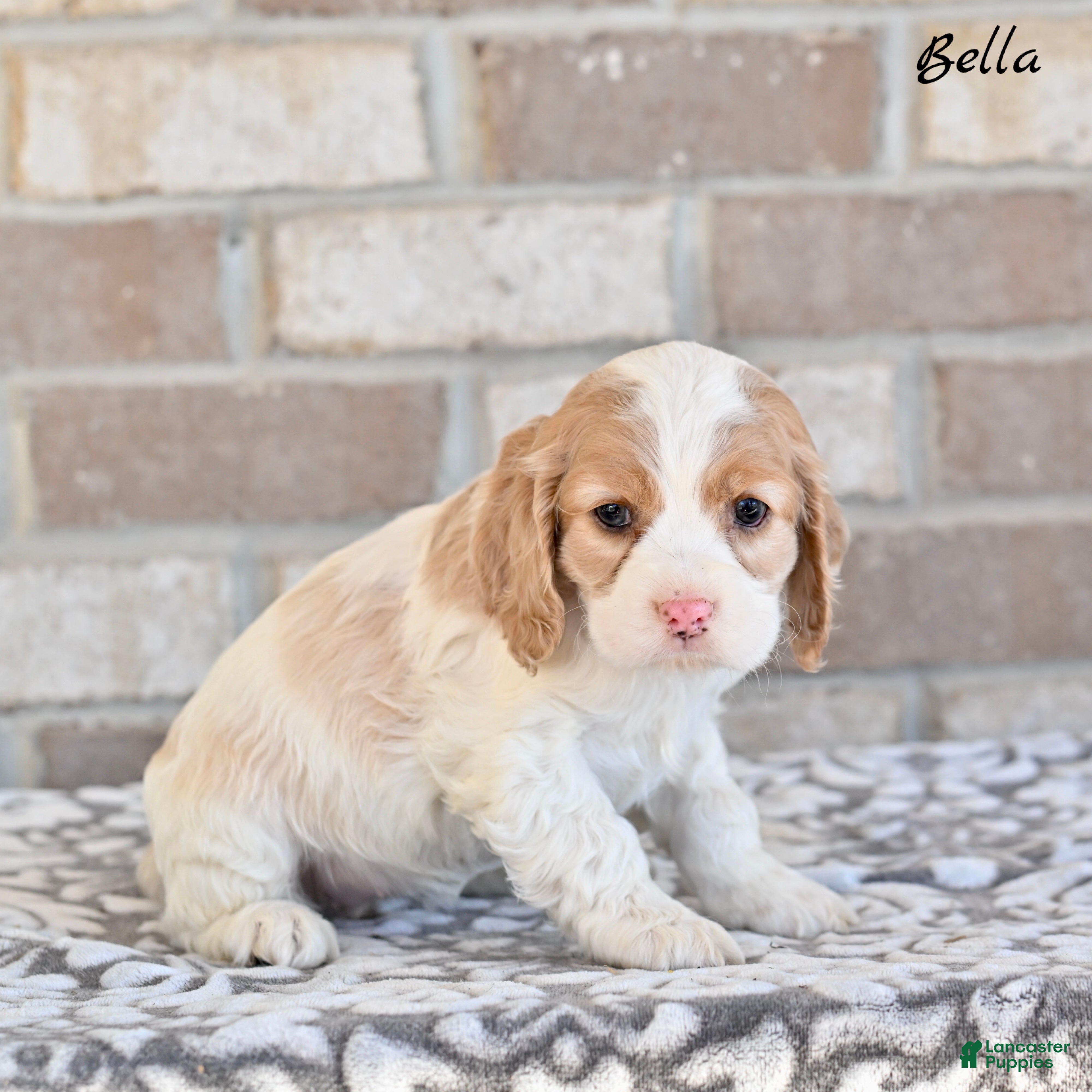 Cocker Spaniel dogs Bella - Ad 1