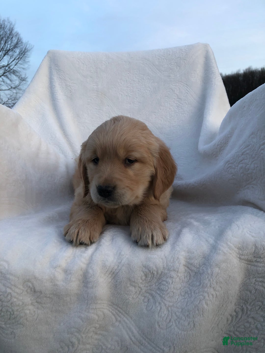 Golden Retriever dogs for sale: Riley - Ad 3