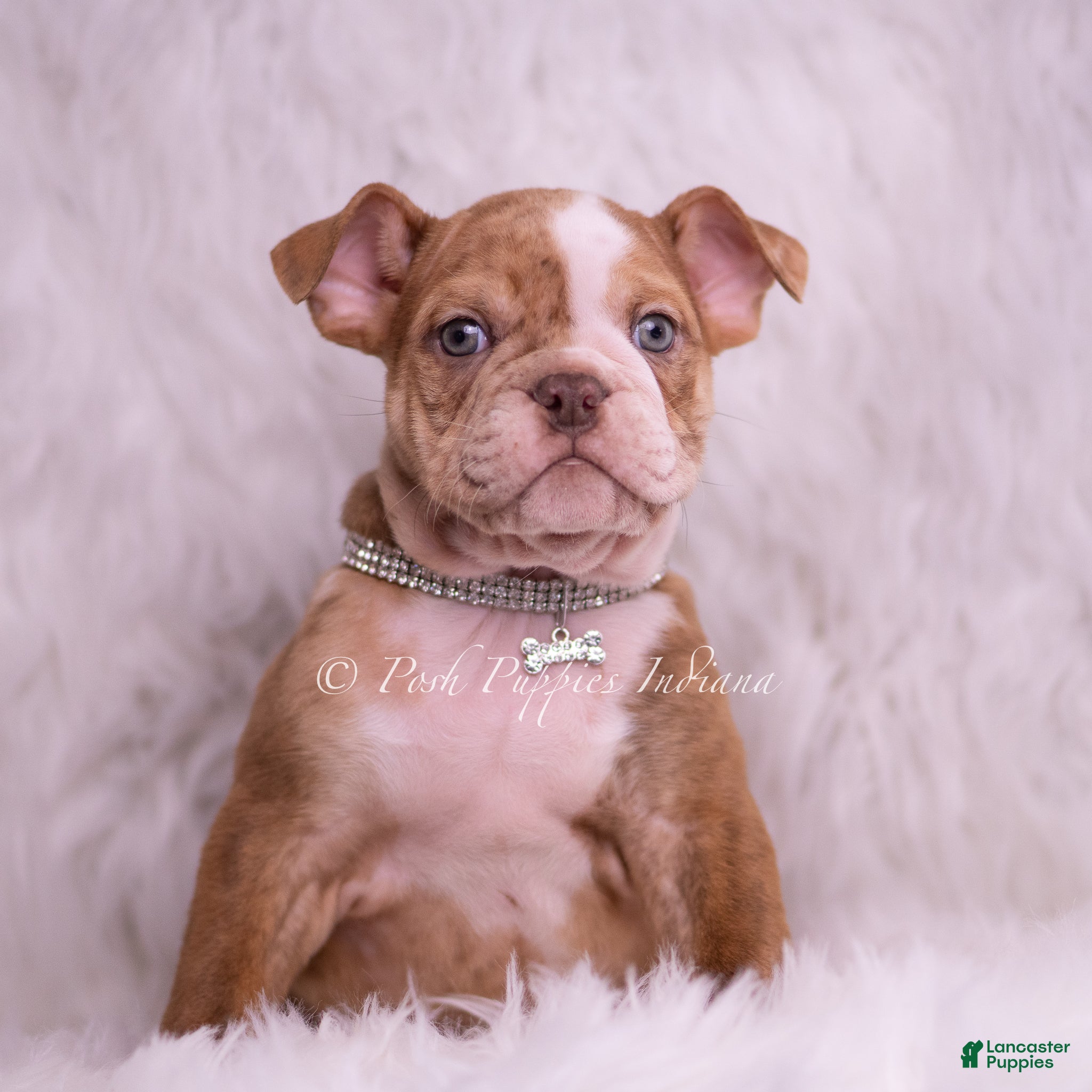 English Bulldog dogs Moose - Ad 2