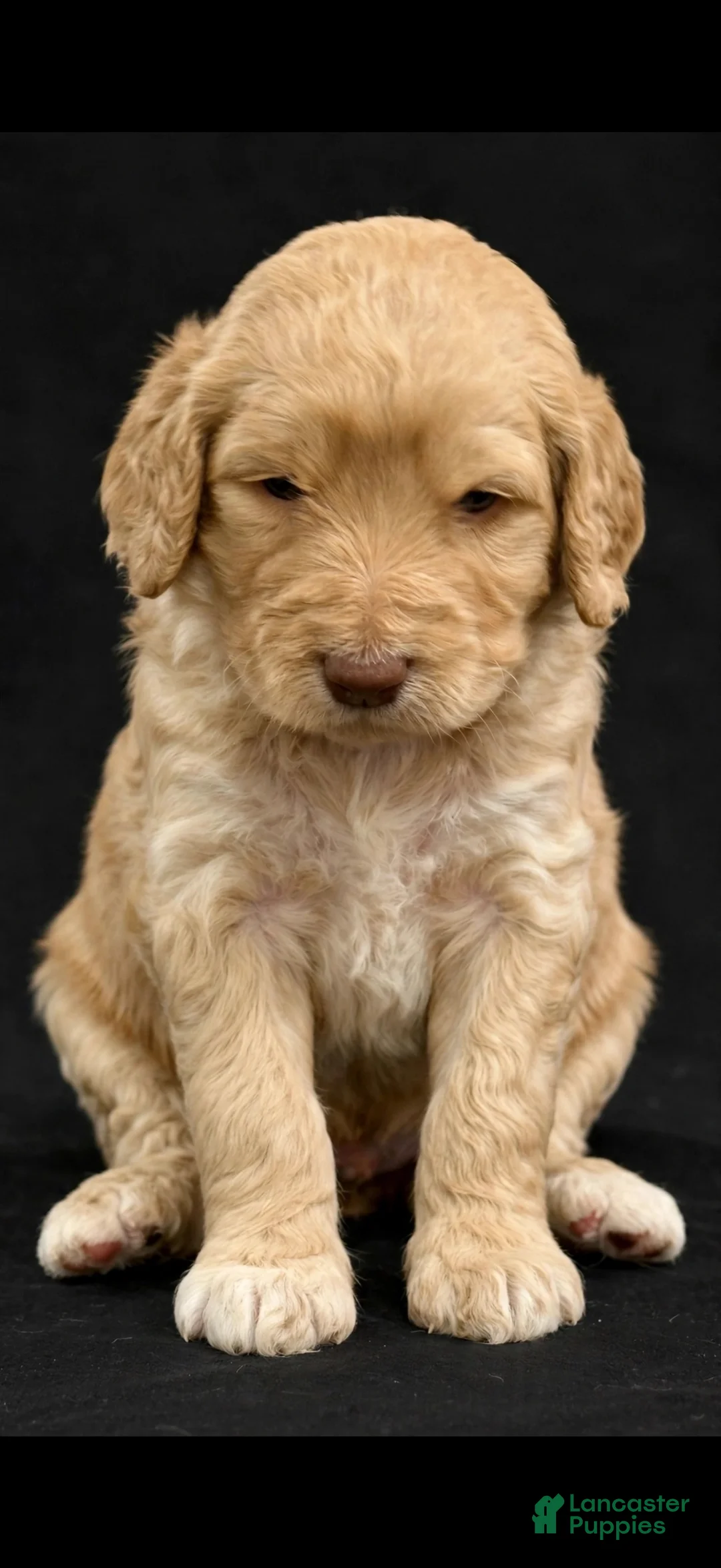 Goldendoodle dogs for sale: Orange - Ad 1