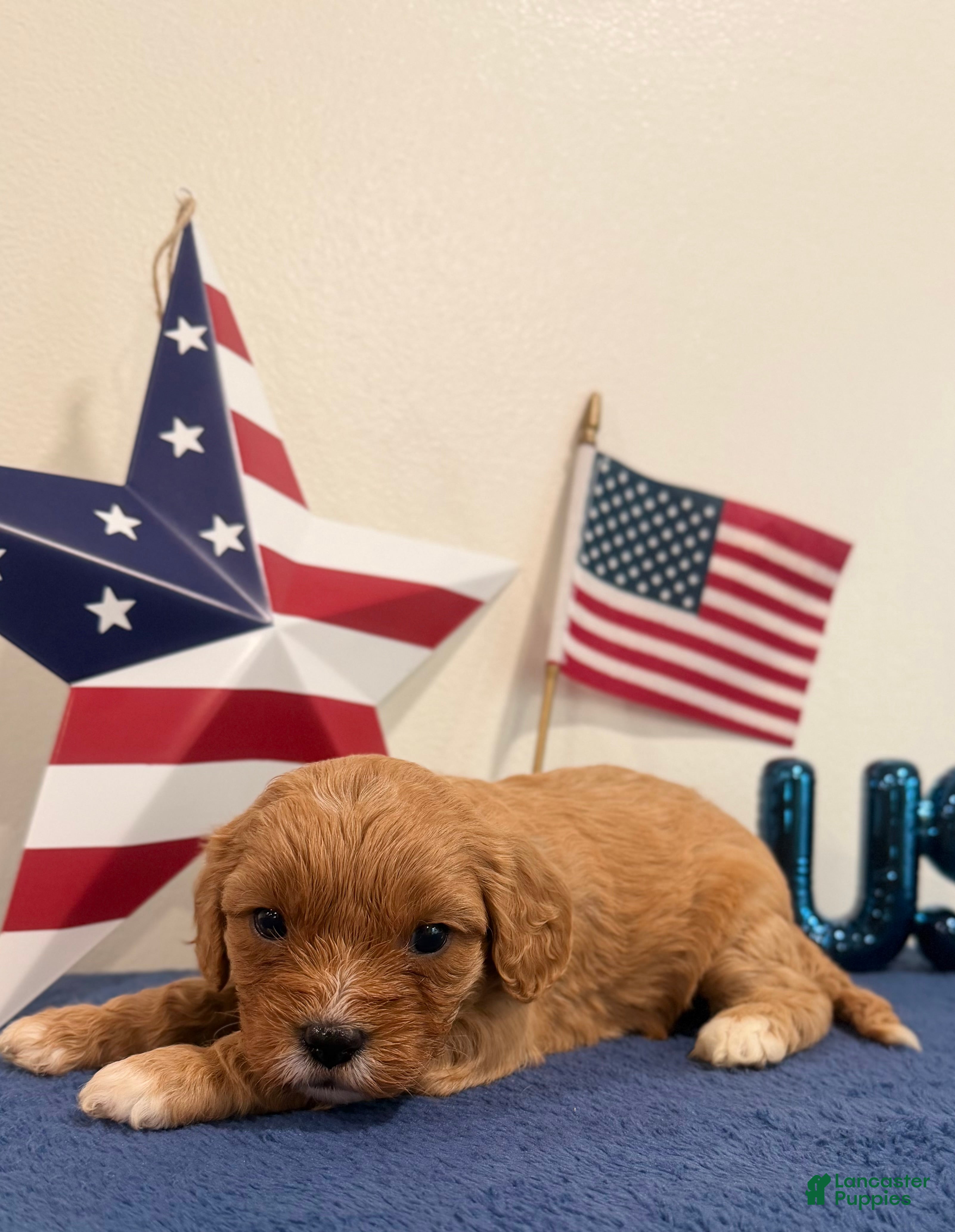 Cavapoo dogs Patriot - Ad 2