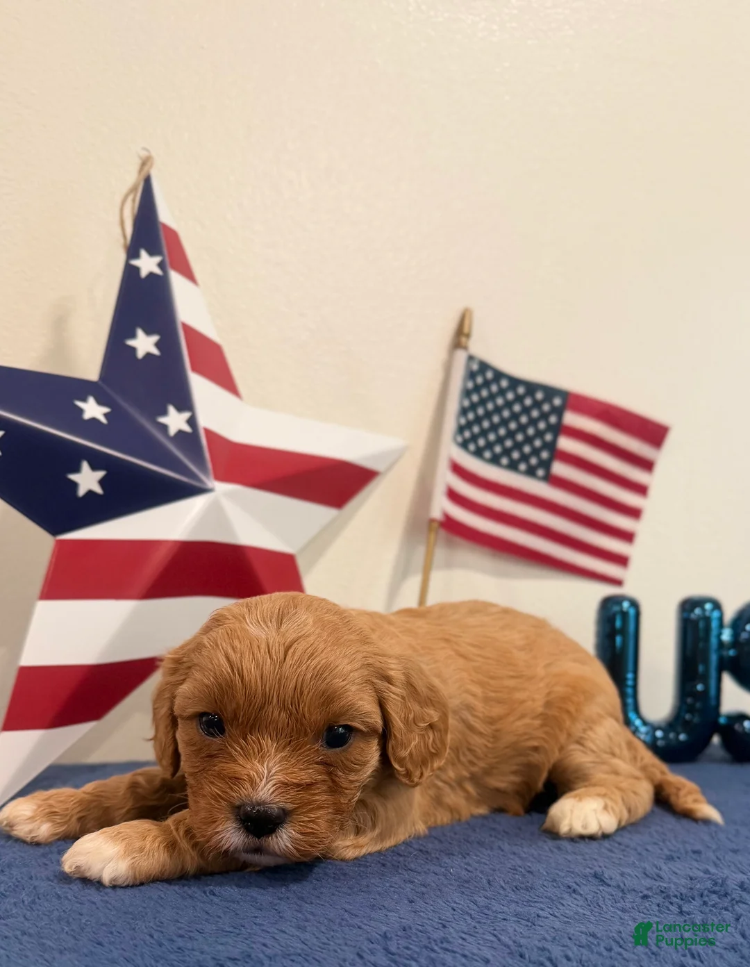 Cavapoo dogs for sale: Patriot - Ad 2
