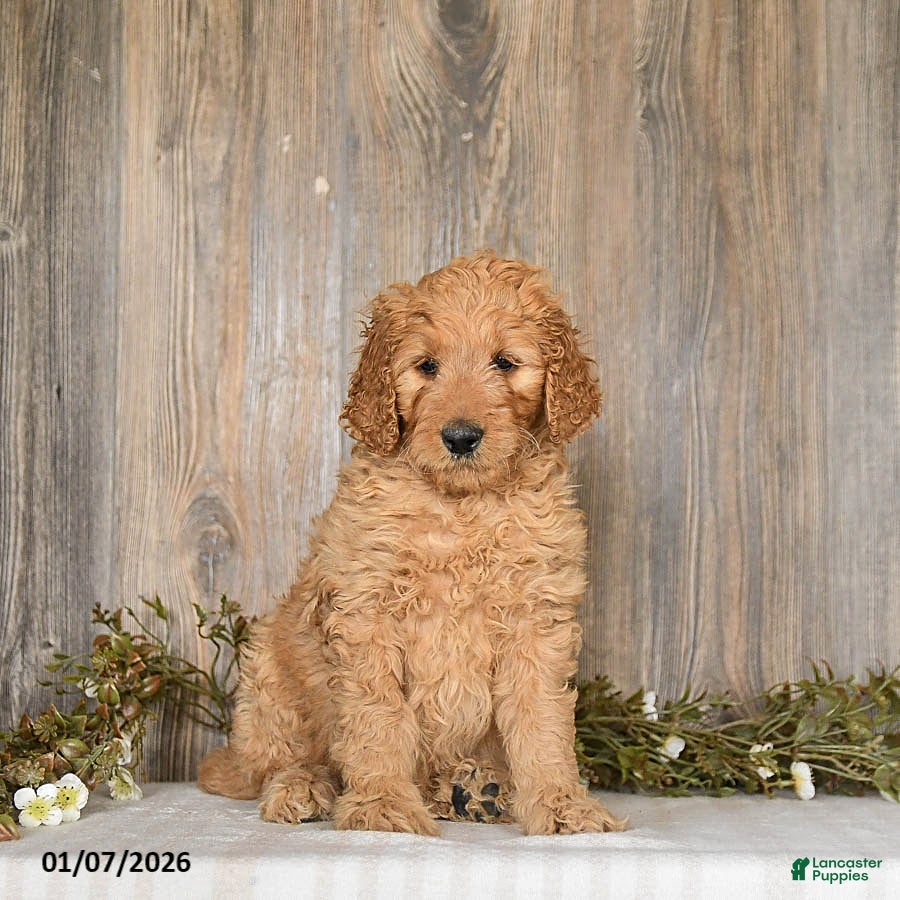 Goldendoodle dogs Ember - Ad 8