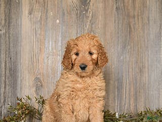 Goldendoodle dogs Ember - Ad 40