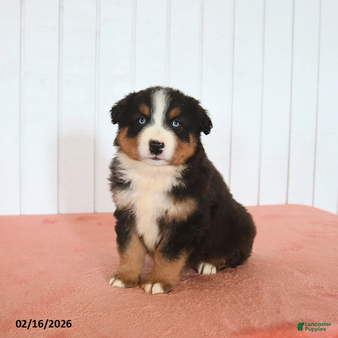 Australian Shepherd dogs for sale: Nox - Ad 1