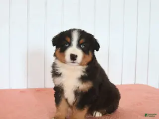 Australian Shepherd dogs for sale: Nox - Ad 4