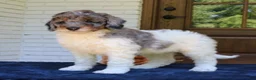 Mini Bernedoodle dogs for sale: Milo  - Ad 4