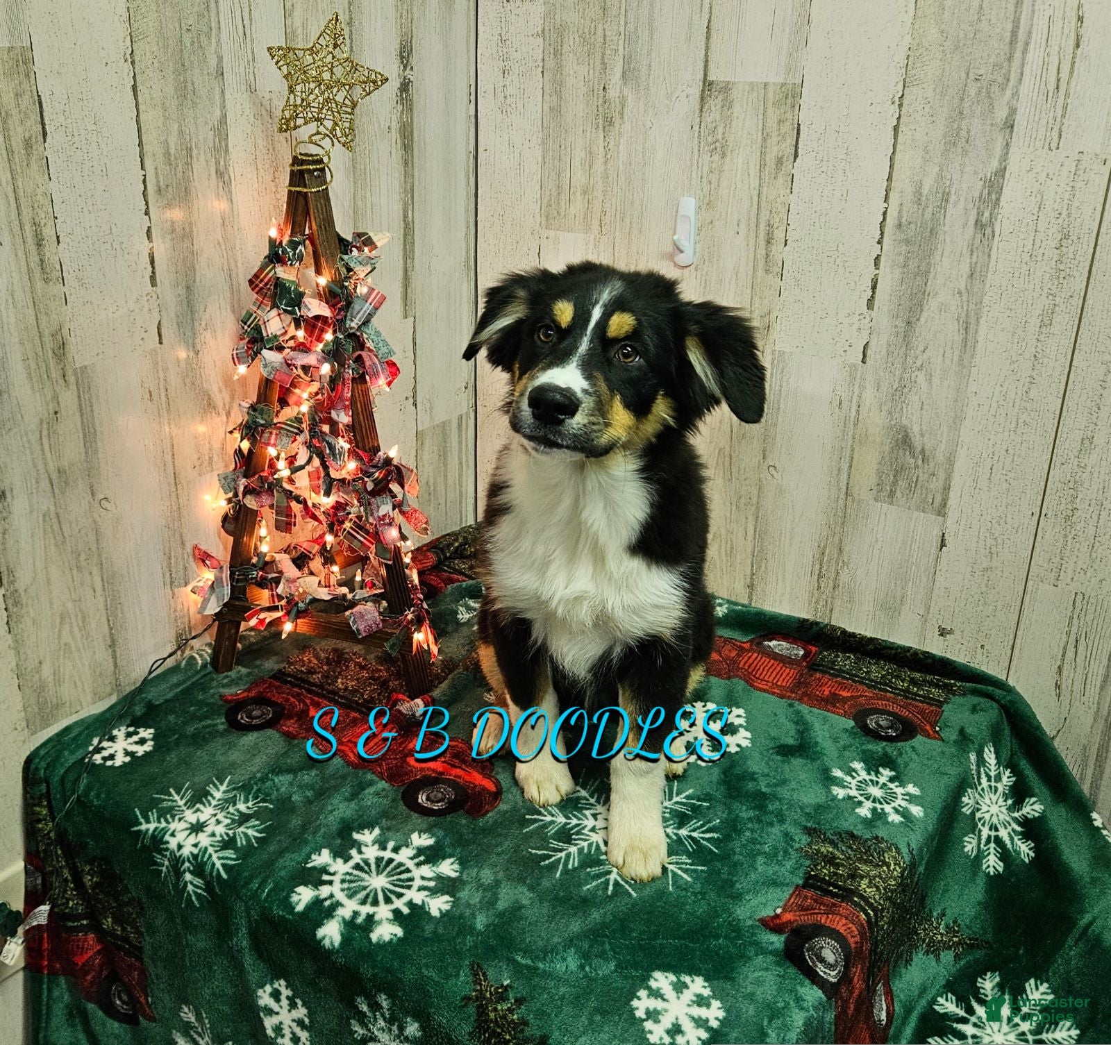 Miniature Australian Shepherd dogs Spiderman - Ad 11