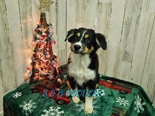 Miniature Australian Shepherd dogs Spiderman - Ad 7